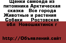 Щенки самоеда из питомника Арктическая сказка - Все города Животные и растения » Собаки   . Ростовская обл.,Новошахтинск г.